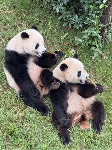 グラフィックス3